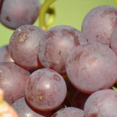 Chardonnay rosee ANT 6400